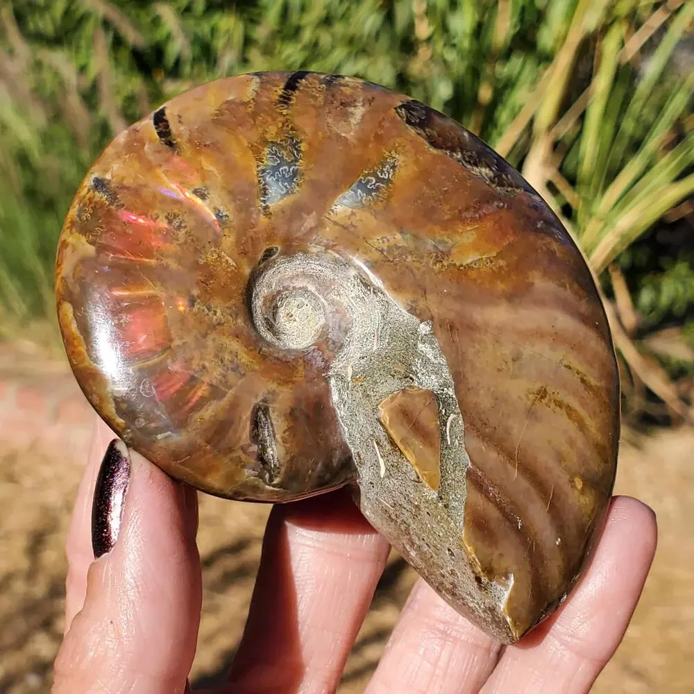 Ammonite Fossil Iridescent Rainbow Color Burst 164 Grams